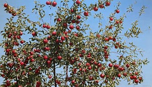 Photorealist painting by Josonia Palaitis depicting an apple tree with a blue sky backdrop with scores of ripe red apples ready to pick