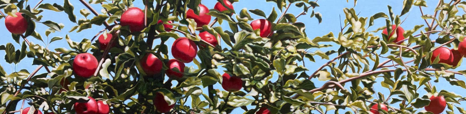 Photorealist painting by Josonia Palaitis depicting an apple tree with a blue sky backdrop with scores of ripe red apples ready to pick